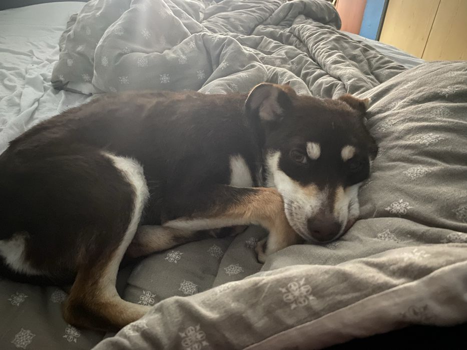 Подарявам малко кученце