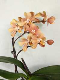 Орхидея в домашнем цветении