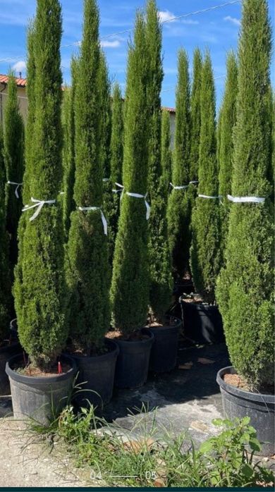 Vand plante ornamentale