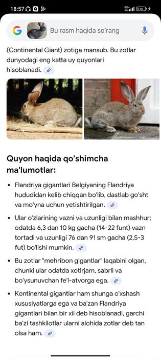 Flandr gigant quyon sotiladi