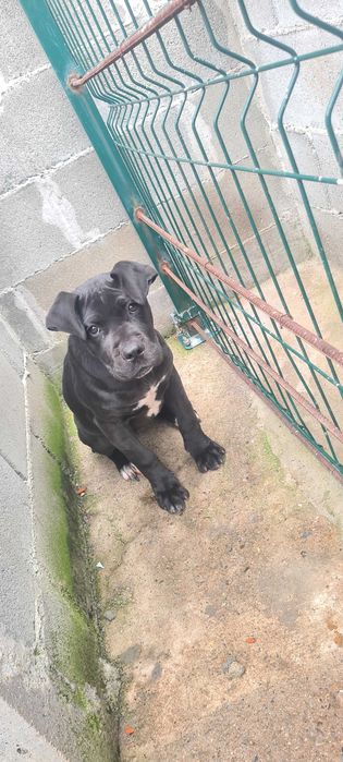 Кане-корсо Родословие