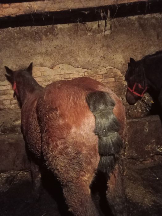 Mînz de vînzare de 10 luni