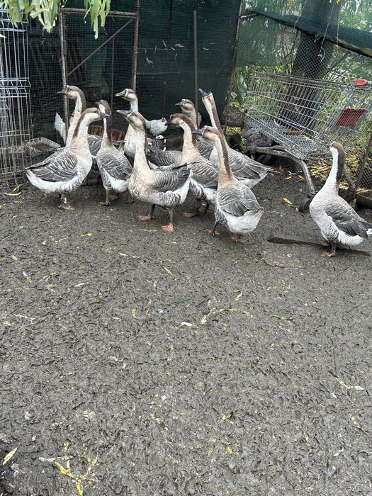 Gâscani de vânzare