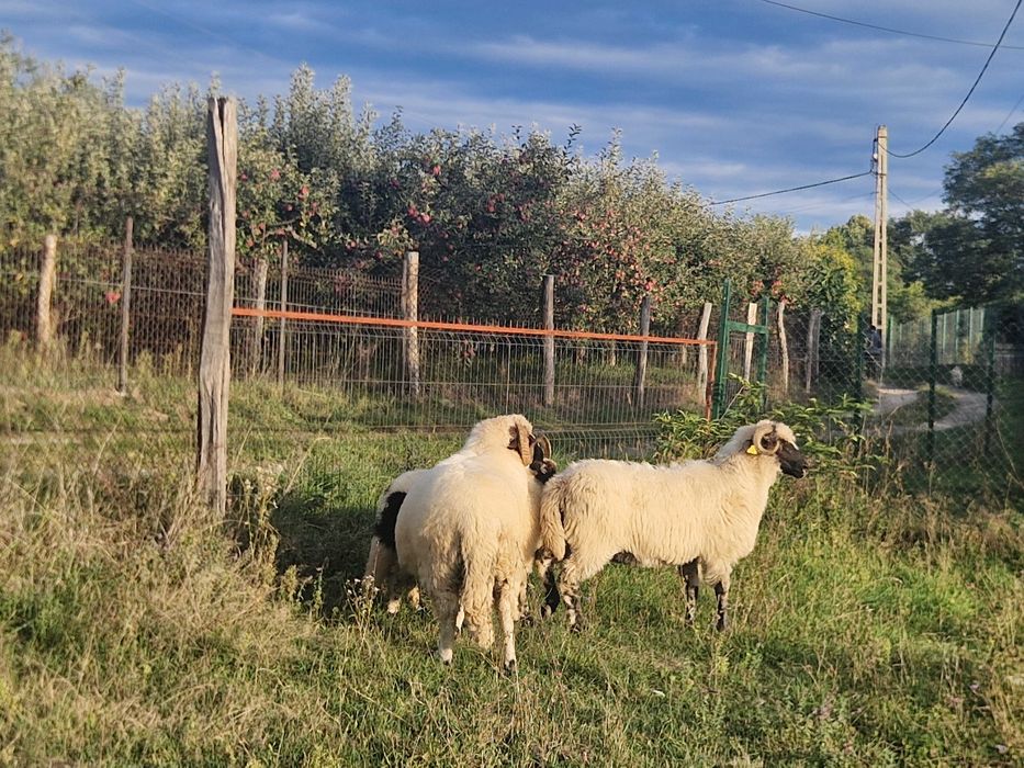 Berbec strămior de vânzare