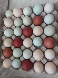 Оплодени яйца за люпене
