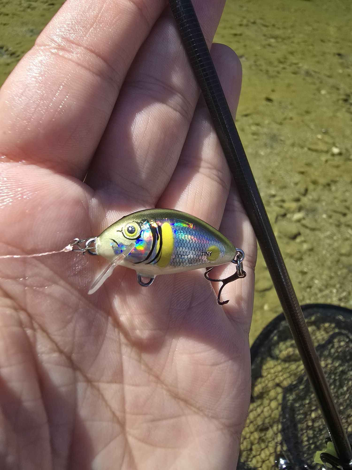 Salmo tiny smelt