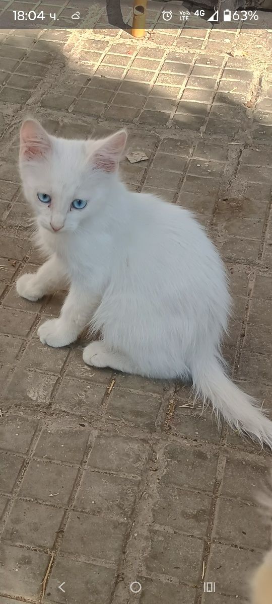 Продавам чисто бяло котенце
