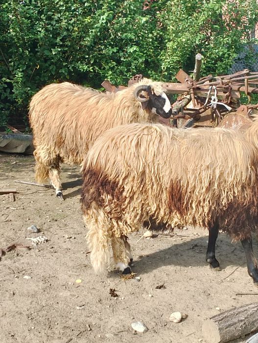 Noatin bucălău de vânzare