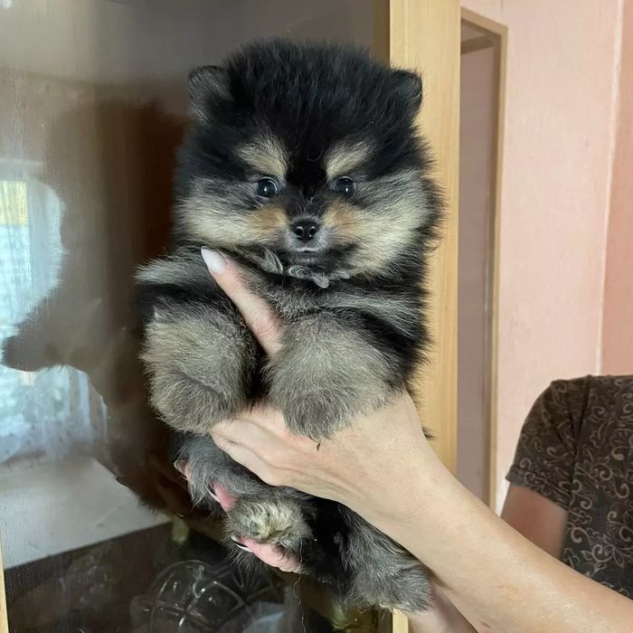 Щенки мини шпица