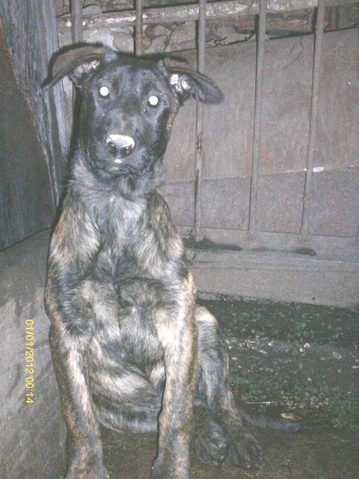 Белгийска и холандска овчарка