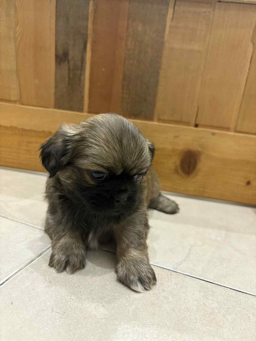 малки кралски пекинезчета