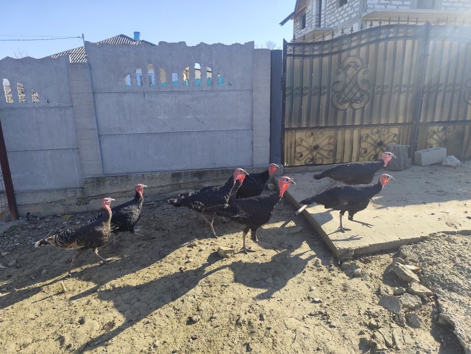 Vând curci și curcani