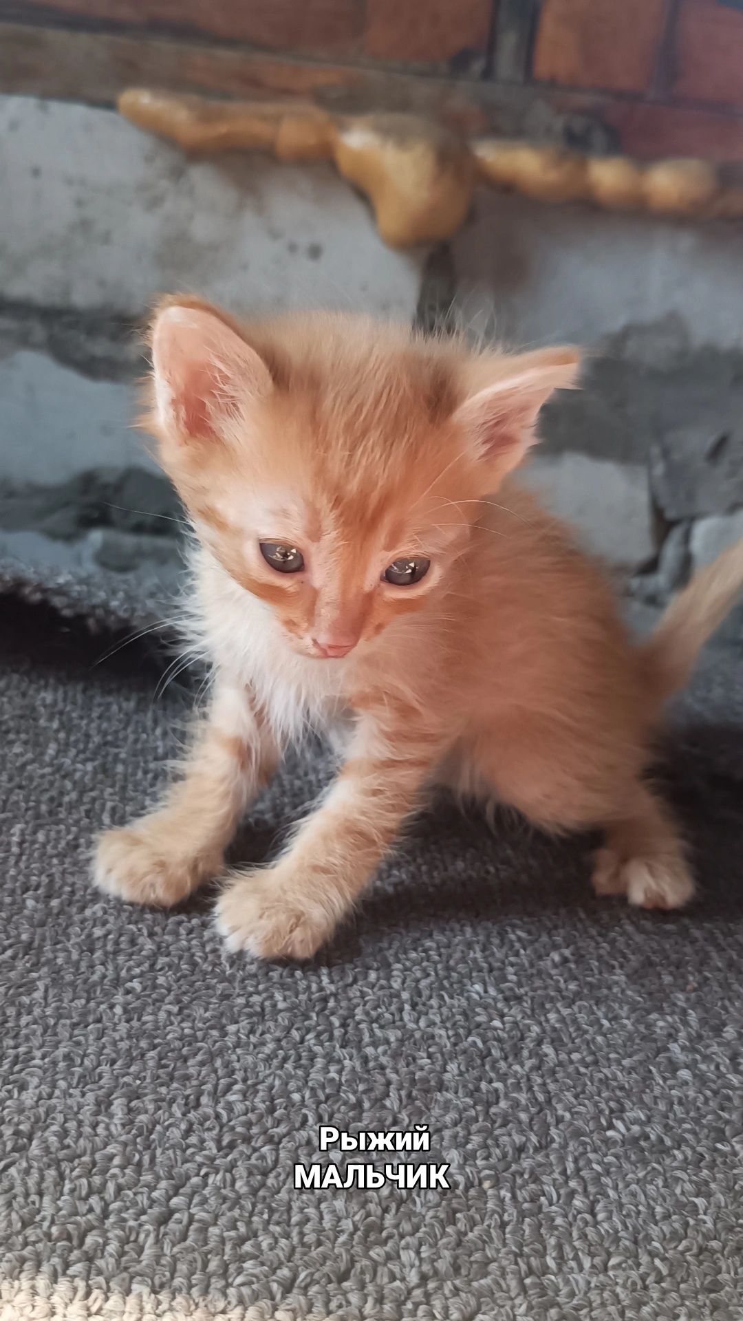 Отдам котят в хорошие руки