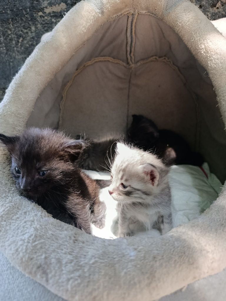 Котята в самые добрые любящие руки