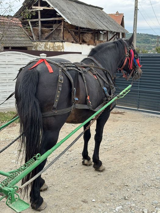 Vând iapa cu tot cu căruță