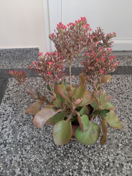 Каланхое - много лесно за отглеждане