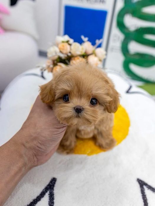 Maltipoo/poodle-pudel toy -mini toy roscat apricot