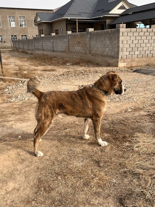 1 жасар күшік сатылады