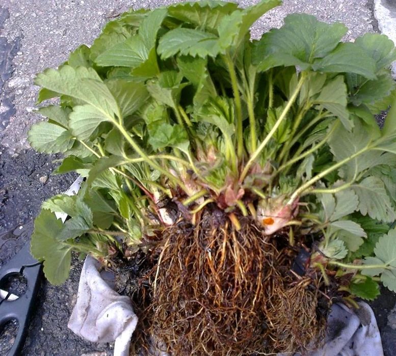 Рассада Клубники