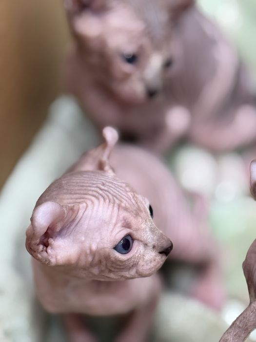 Котята эльфики готовы к бронированию