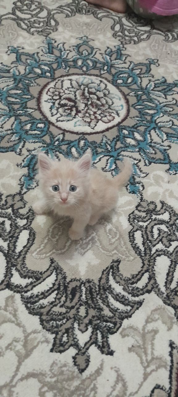Котёнок 1,5 месяца