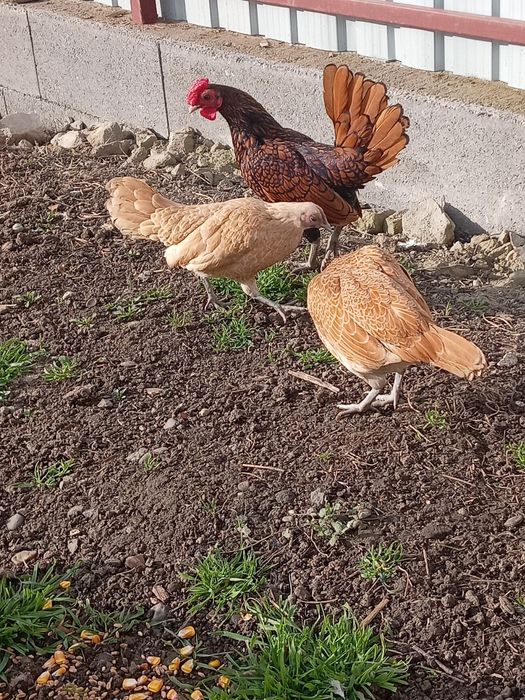 Vând 6 puicuțe rasa Sebright și 3 Cocoși  de anu asta !!!