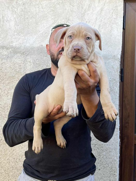 Американсо були хл