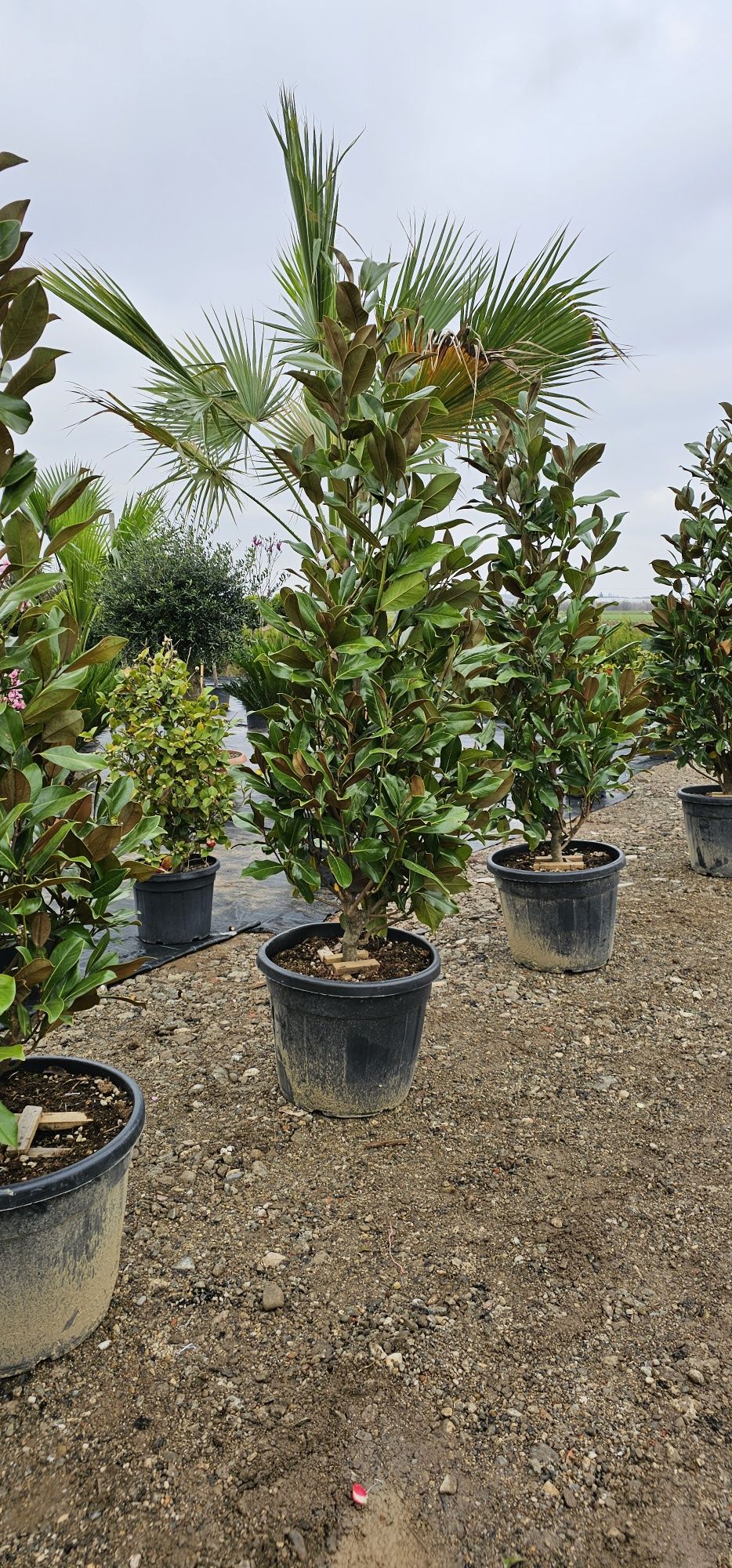 Magnolia grandiflora - Palmieri - Măslini