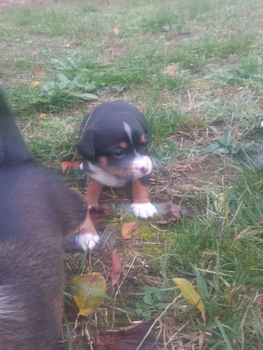 Donez cățeluși pechinez