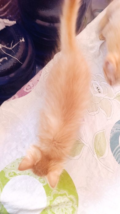 Котята бесплатно