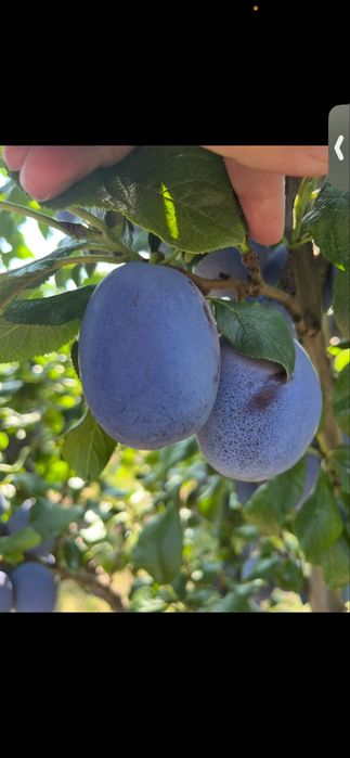 Prune HAGANTA( soi olandez) dimensini mari