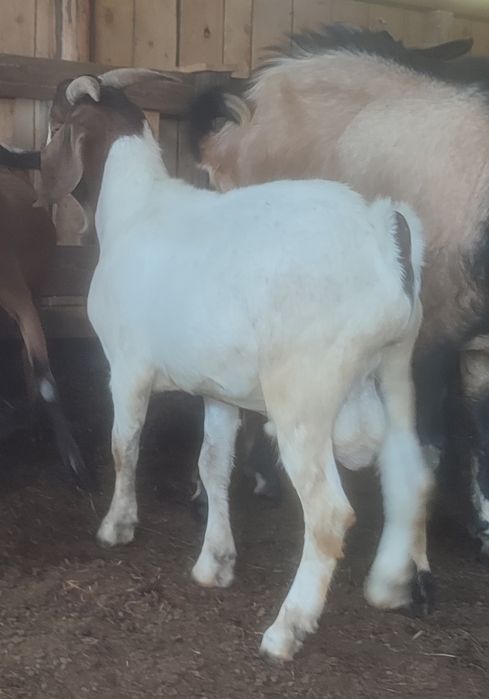 Țap Boer de 8 luni