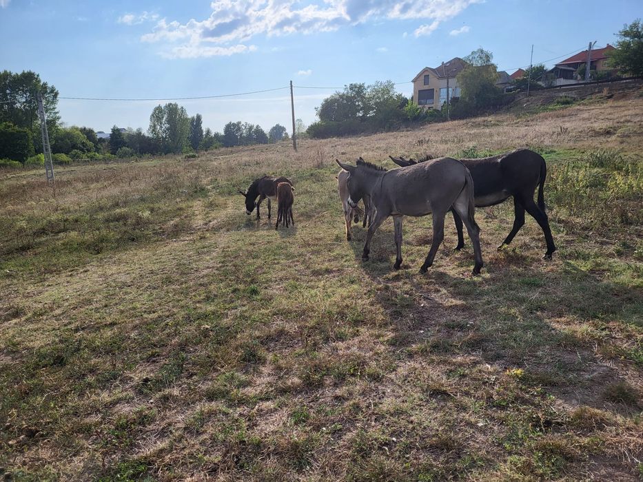 Vând 7 măgărițe și 2 magari