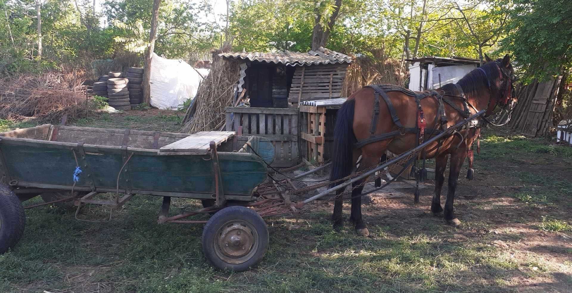 vand iapa si caruta