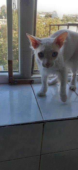 Продам трехдеьнию кошку