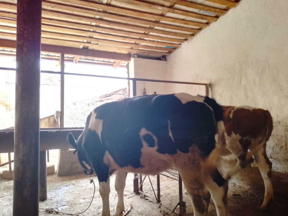 Икта тонача сотилади зоти тоза