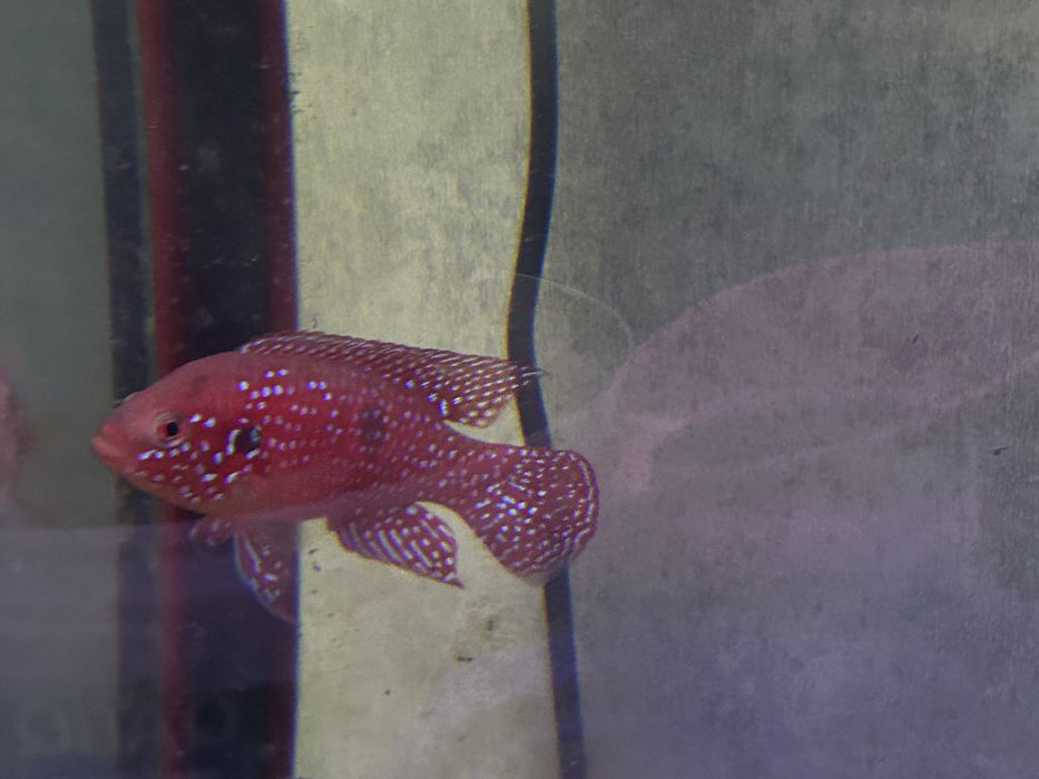 Продаются рыбки аквариумные хишники