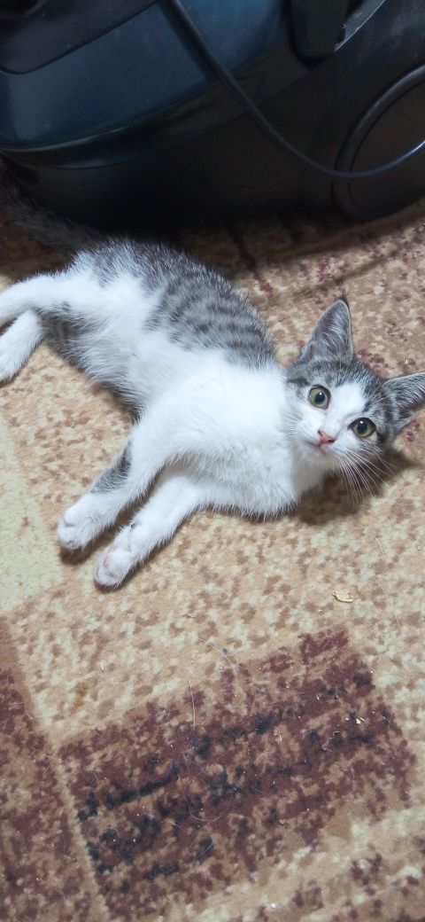 Отдается котенок