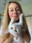 Pisoias Scottish Straight Shorthair. Detine Pedigree