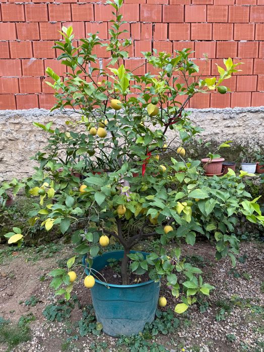 Pomi de lamai la ghiveci