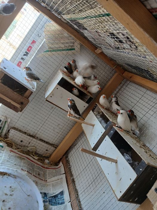 Smadinkalar sotiladi tayyor ishlab turgan paralar parasi 100 ming