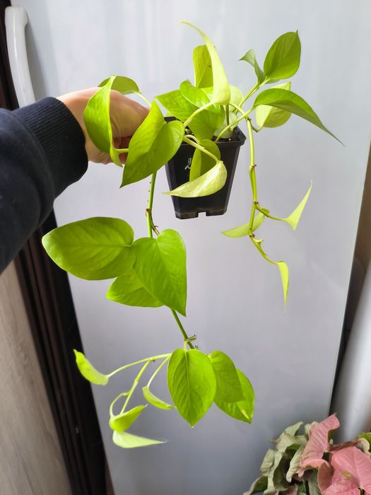 Комнатные цветы дёшево