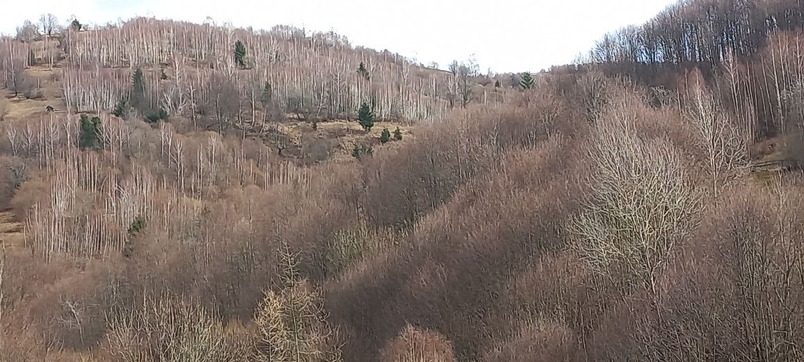 Seva de mesteacăn stabilizată