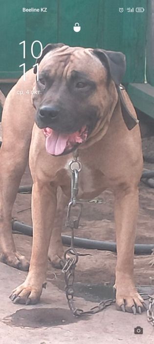 Американский питбультерьер кобель бесплатно.