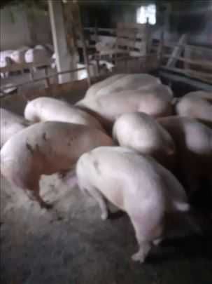 Продавам прасета и малки прасенца