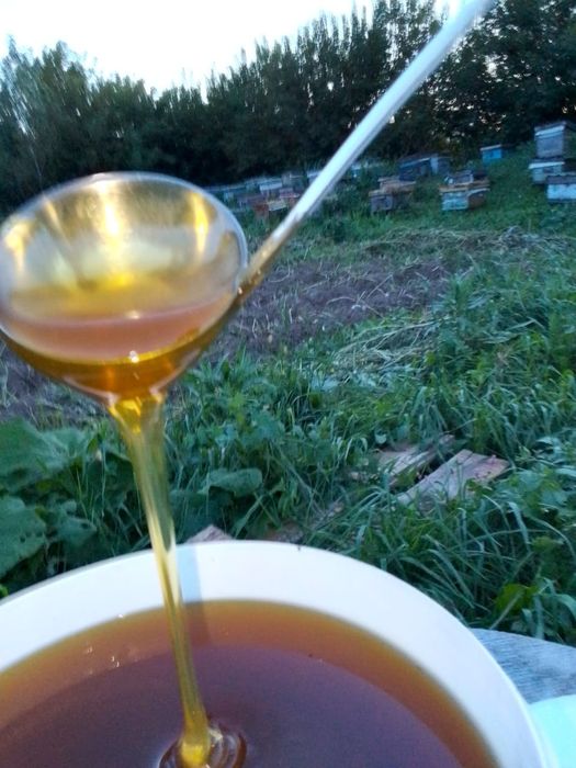Продам мед с разнотр.авия мед свежий        авия .