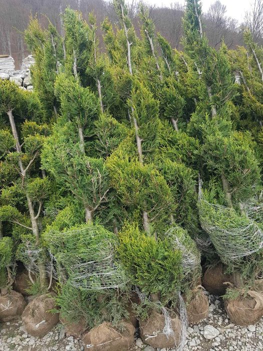 Plante Ornamentale