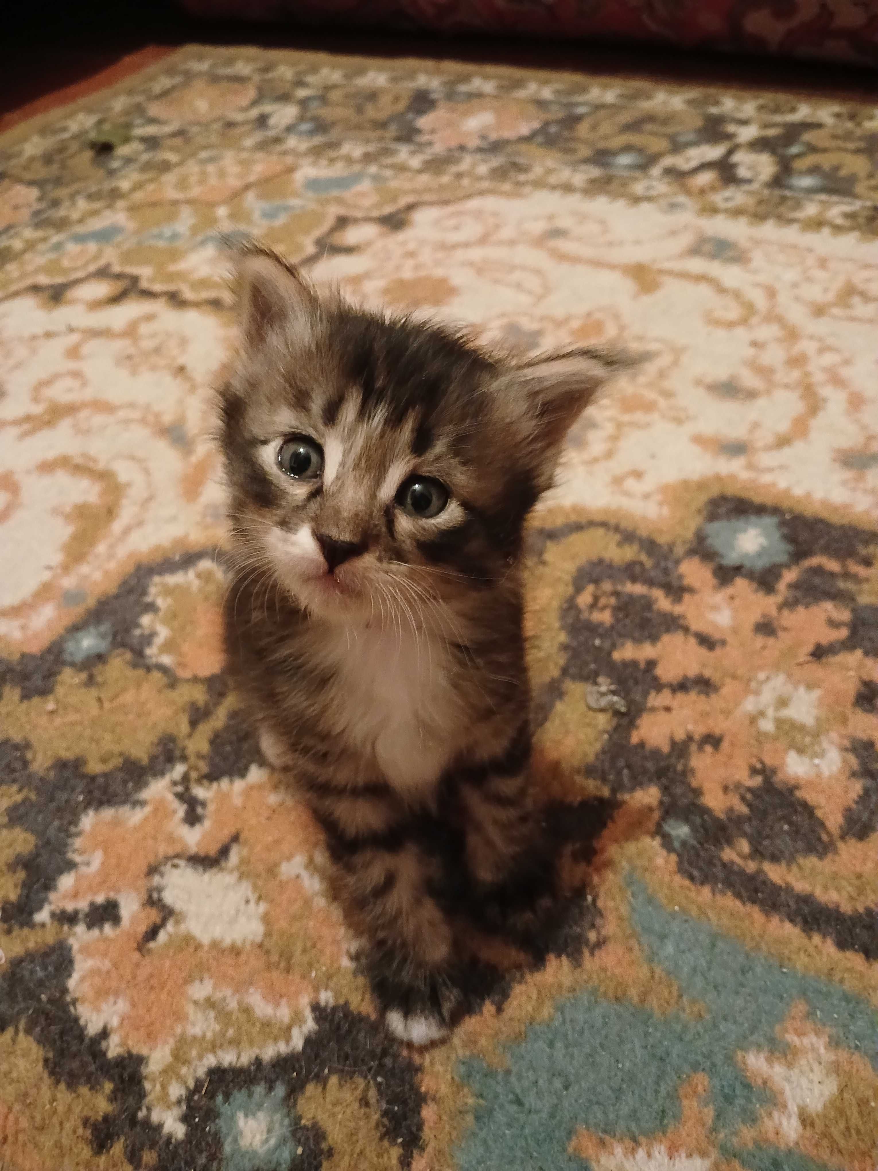 Котята ищут заботливых хозяев
