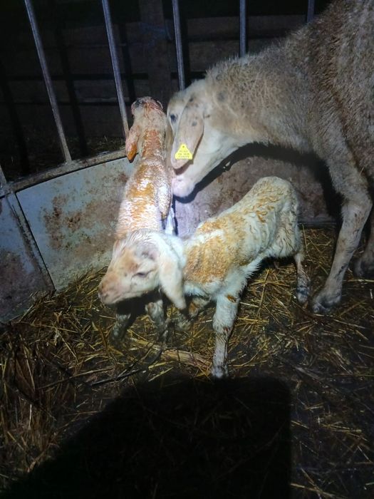 Vând mieii din gemenii de carne