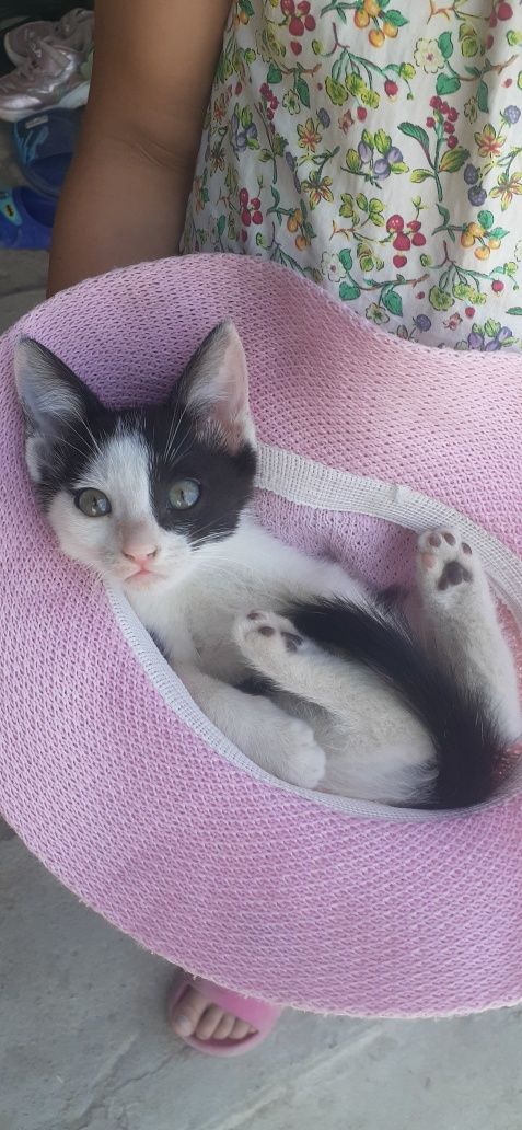 Котята в добрые руки!